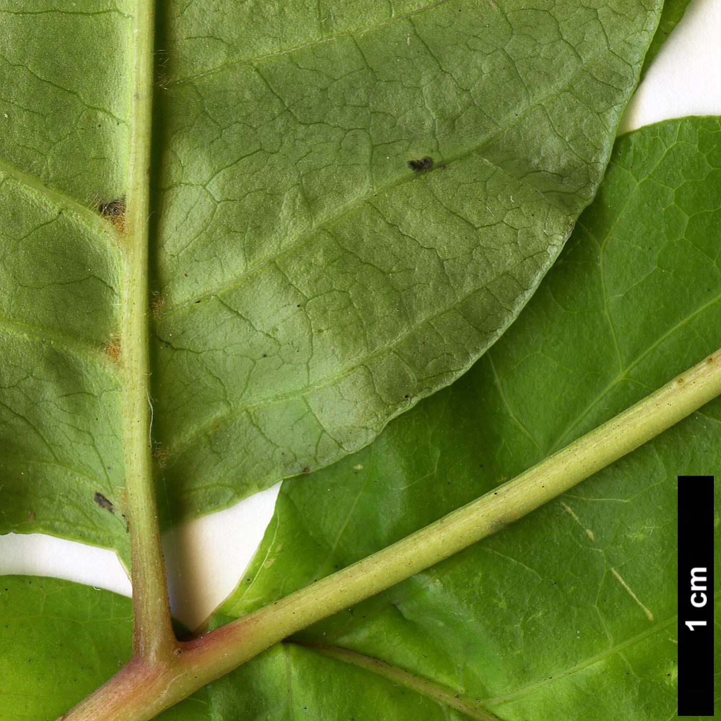 High resolution image: Family: Anacardiaceae - Genus: Rhus - Taxon: ambigua - SpeciesSub: f. rishiriensis